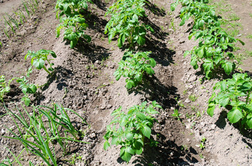 Small field potato and onion plants are growing