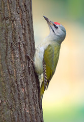 Grey-headed Woodpecker (Picus canus)