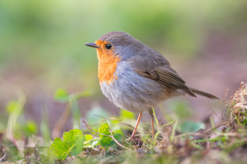  European robin (Erithacus rubecula)
