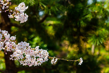 Cherry blossom in spring for background or copy space for text