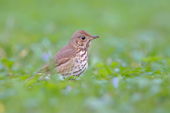 Song thrush in green grass. Turdus philomelos