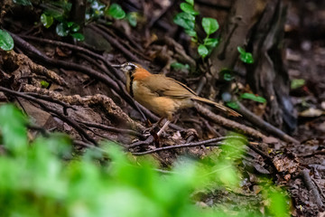 Lesser necklaced laughingthrush (Garrulax monileger)