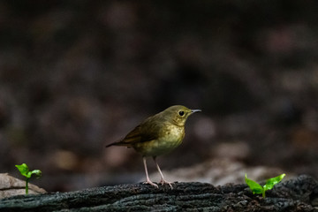 Tennessee Warbler, Oreothlypis peregrina