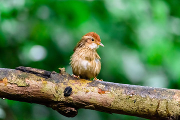 Pin-striped Tit Babbler Wet on the branches in nature