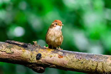 Pin-striped Tit Babbler Wet on the branches in nature