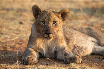 Young lioness lying down in shade to rest after feeding