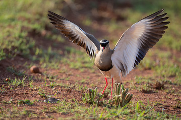 Crowned Lapwing trying to fend off a small snake