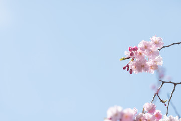 Cherry blossom in spring for background or copy space for text