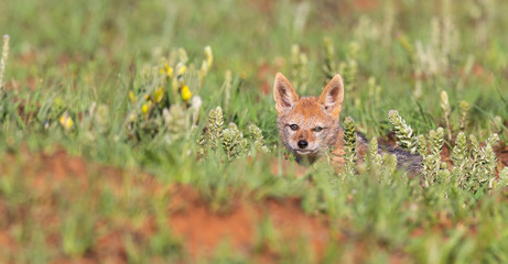 Lone Black Backed Jackal pup sitting in short green grass explore the world