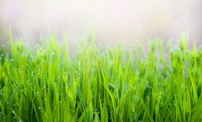 Fototapeta na wymiar Background, texture of green bright grass in sunny weather_