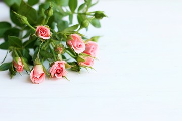 pink roses on a light background, there is a space for text