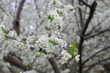 Chinese Flowering Cherry tree