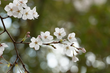 Green bokeh out of focus background from nature forest