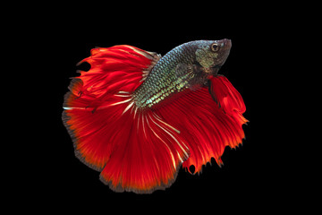 The moving moment beautiful of red green siamese betta fish or fancy betta splendens fighting fish in thailand on black background. Thailand called Pla-kad or biting fish. © Soonthorn