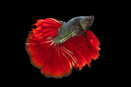 The moving moment beautiful of red green siamese betta fish or fancy betta splendens fighting fish in thailand on black background. Thailand called Pla-kad or biting fish.