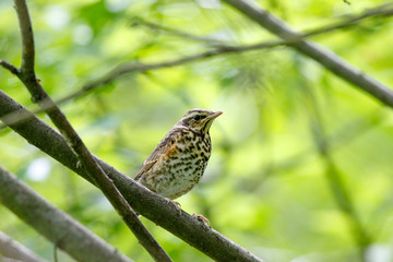 Redwing (Turdus iliacus, musicus)