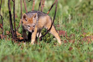 Lone Black Backed Jackal pup standing in short green grass to explore the world