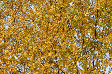 yellow birch tree leaves on branches against blue sky. beautiful autumn natural background