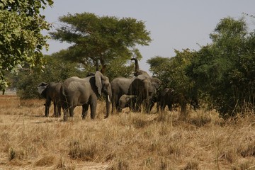 herd of elephants