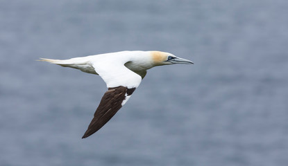 Lone northern gannet gliding on the wind along a cliff on Shetland Islands
