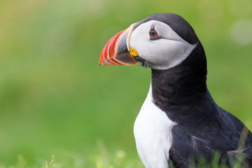 Naklejka premium Puffin on Shetland Island resting on green grass of a sea cliff