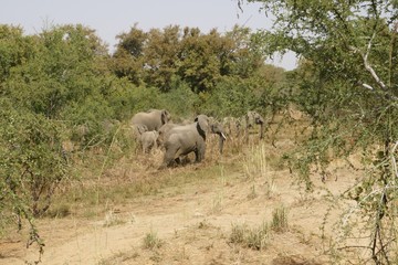 Naklejka premium elephant in cameroon