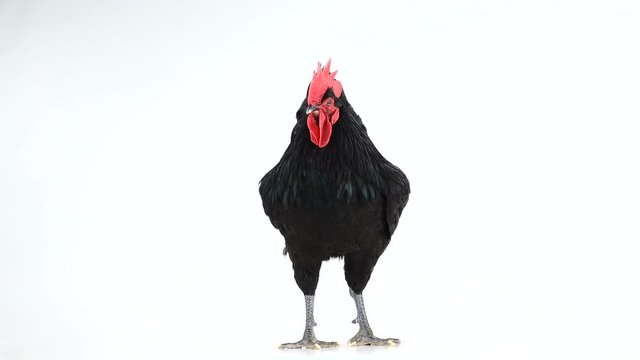 black rooster australorp (Gallus gallus)  rotates with dark green plumage on white screen