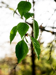 OLYMPUS DIGITAL CAMERA - THE PARK