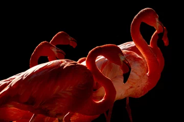 Fototapeten pink flamingo isolated on black © Andrea Izzotti