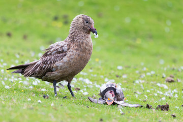 Great skua standing on green grass eating a puffin it killed
