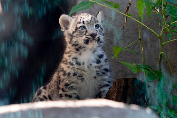 Snow leopard newborn puppy baby © Andrea Izzotti