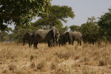 Naklejka na ściany i meble herd of elephants