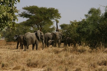 Obraz na płótnie Canvas herd of elephants