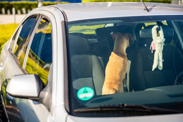 Hund im Auto eingesperrt
