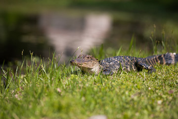 alligator on the grass near the water