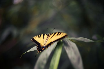 yellow butterfly on a leaf with green background