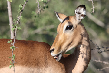 Schwarzfersenantilope / Impala / Aepyceros melampus