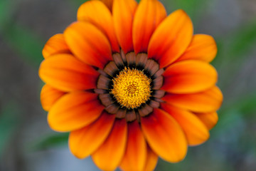 macro orange flower on green background