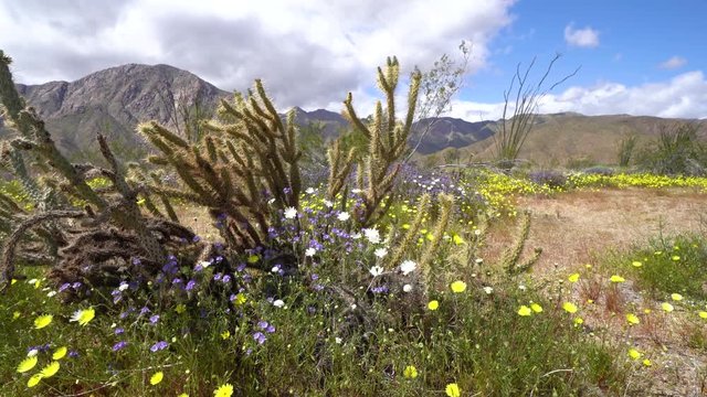 Beautiful wildflowers and jumping cholla cactus blow in the breeze in Anza Borrego Desert State Park in California during the superbloom