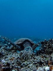 Hawksbill sea turtle breaks hard corals to extract anemones, shrimps and sponges as part of its diet. Its narrow head and jaws shaped like a beak allow it to get food from crevices in coral reefs.