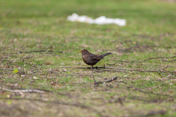 Blackbird (Turdus merula)