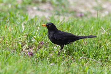 Blackbird (Turdus merula)