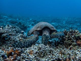 Fototapeta premium Hawksbill sea turtle breaks hard corals to extract anemones, shrimps and sponges as part of its diet. Its narrow head and jaws shaped like a beak allow it to get food from crevices in coral reefs.