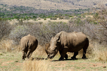 Naklejka na ściany i meble Rhinocéros blanc, white rhino, Ceratotherium simum, Parc national du Pilanesberg, Afrique du Sud