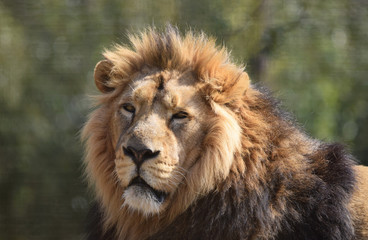Naklejka na ściany i meble male lion portrait close up head and face