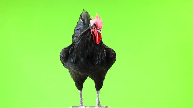 black rooster australorp (Gallus gallus) with dark green plumage on green screen