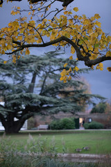 Fototapeta premium wedding