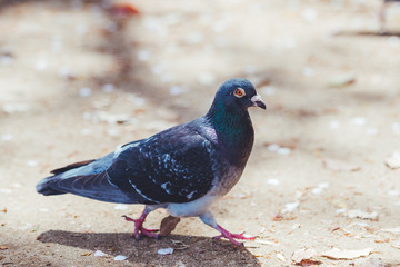 鳩の散歩