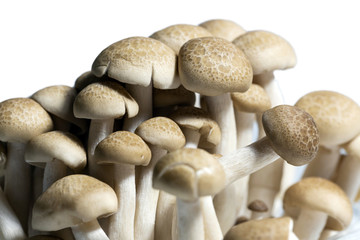 Shimeji mushrooms
