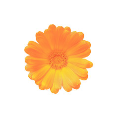 Bud of a flower with orange petals top view isolated on white background with clipping path.